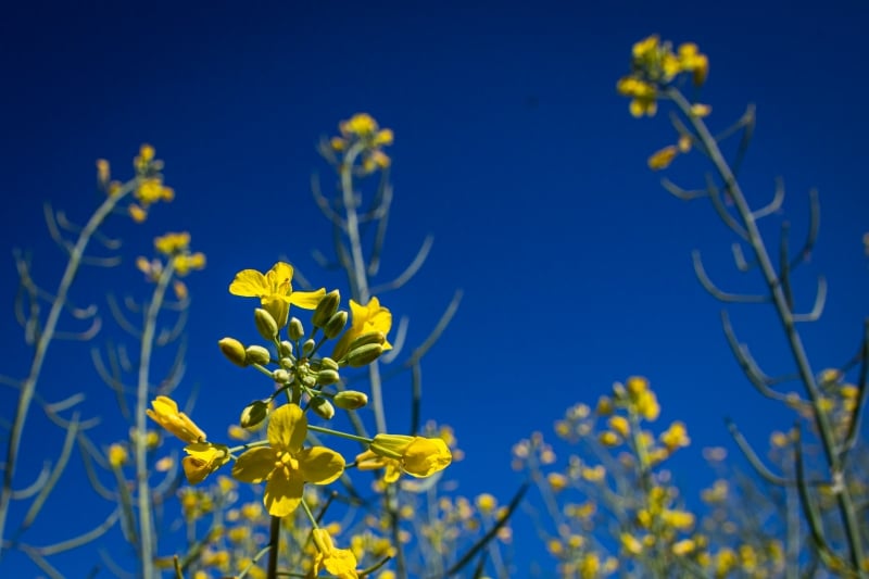 Relação de troca mais favorável e projetos ligados à produção de bioinsumos impulsionam uso da canola