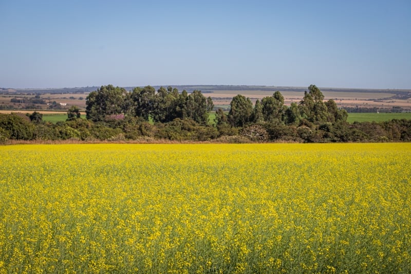 Área de canola mais que dobrou nesta safra no RS; produção pode chegar a 572 mil toneladas