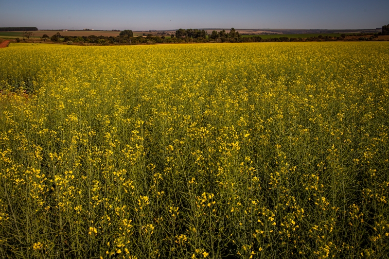 Canola avança na Região Central do Rio Grande do Sul