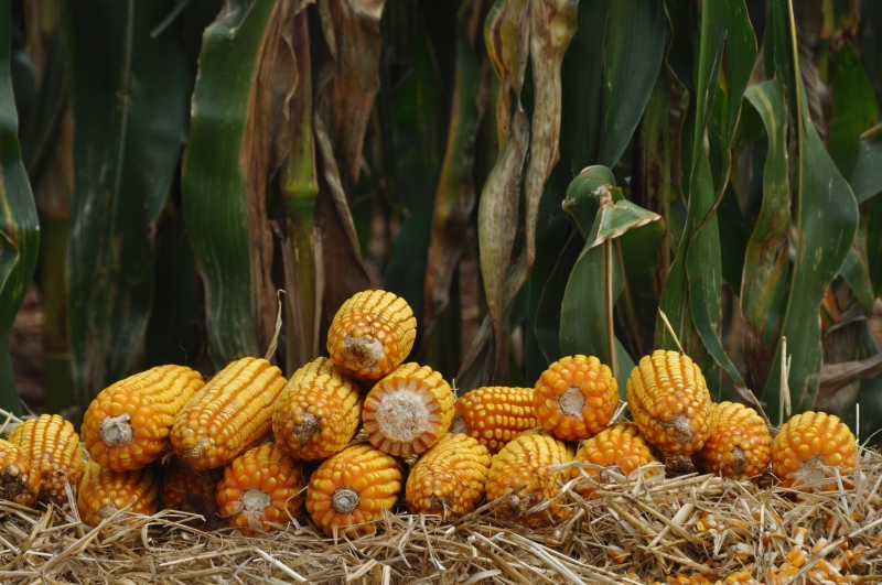 Por anos, produção nacional foi utilizada como ração barata de suínos, aves e gado leiteiro