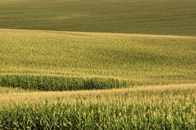 Expansão do cultivo e da agroindústria hoje resulta em grande número de parceiros, da pesquisa aos insumos 