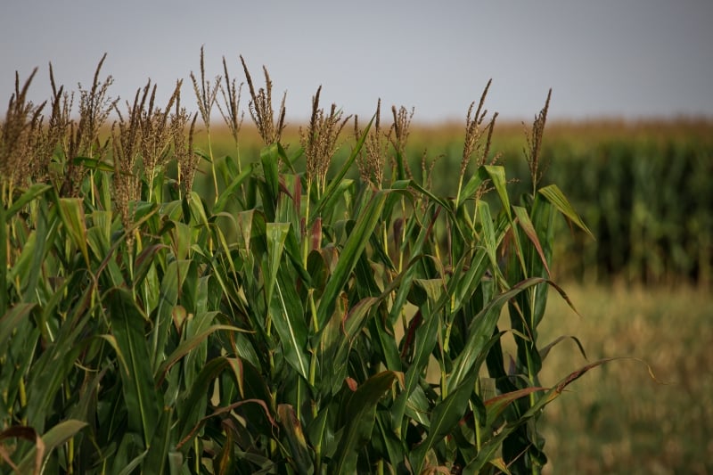 Redução na colheita do cereal afeta toda a produção de proteína animal