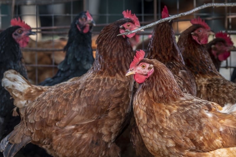 Estados Unidos sofre recorrentemente com surtos de gripe aviária