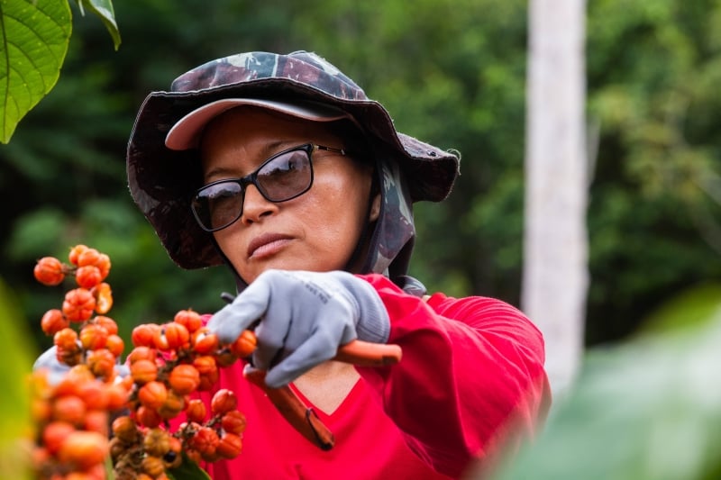 Todo o cultivo de 350 agricultores que produzem guaraná para a Coca-Cola Brasil já utilizam a tecnologia