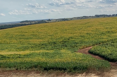 Cultivo da oleaginosa avança para o Sul do Estado