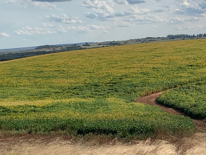 Metade Sul do Estado já conta com 1,2 milhão de hectares cultivados com soja