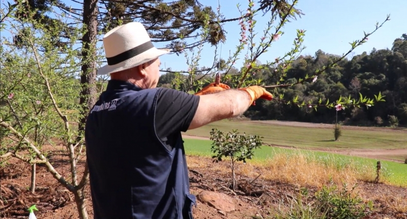 Poda de inverno deve ser postergada ao máximo, alerta Emater
