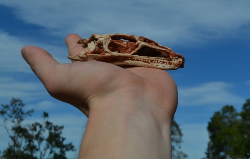 Escavações encontraram restos de animais com 233 milhões de anos 