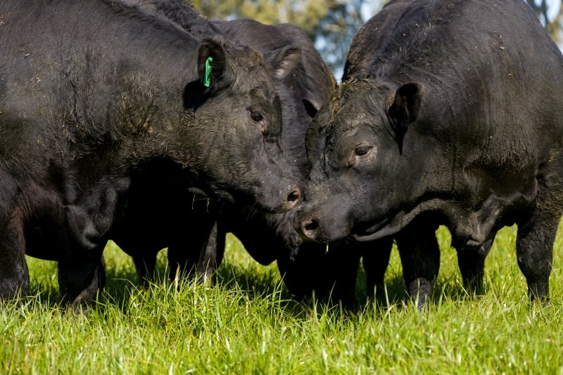 Exportações gaúchas para o gigante asiático também cresceram no primeiro bimestre, observa Ronei Lauxen, do Sicadergs