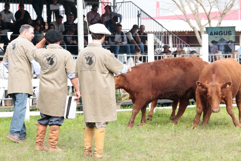 Raças Angus, Ultrablack, Hereford e Braford somaram 198 adesões 