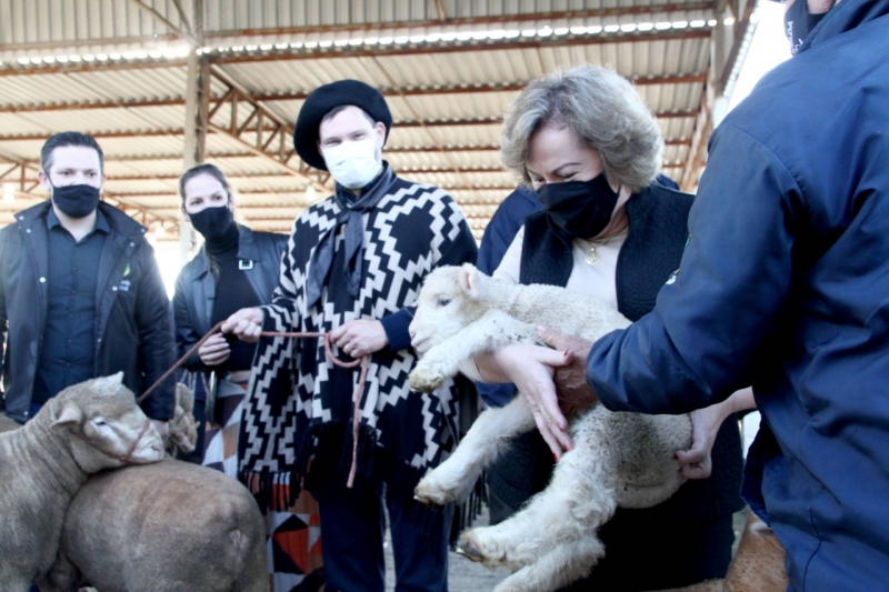 Edição de 2021 marca o recorde no número de ovinos presentes na feira