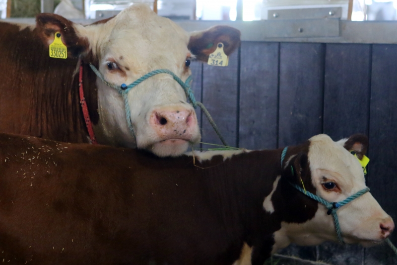 Reconhecimento como zona livre sem vacinação para aftosa permite que animais possam regressar às fazendas