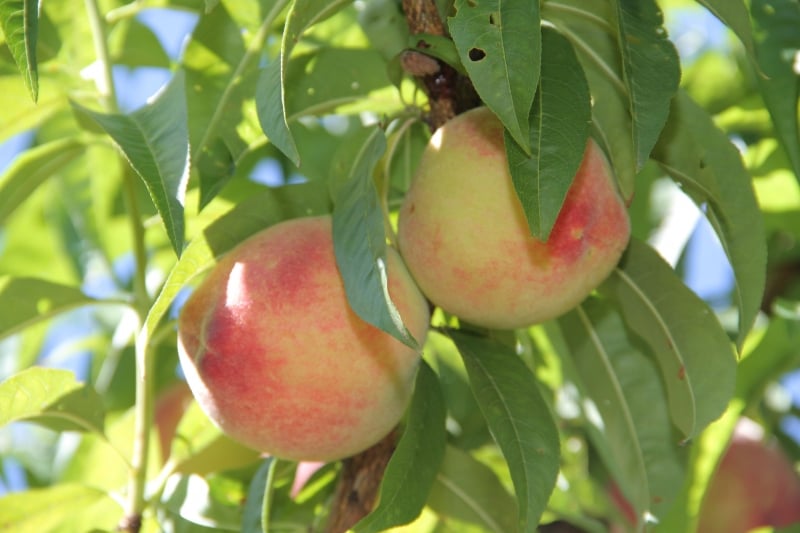 Pelotas possui 3.097 hectares com pomares de pêssego, além de 163 hectares irrigados
