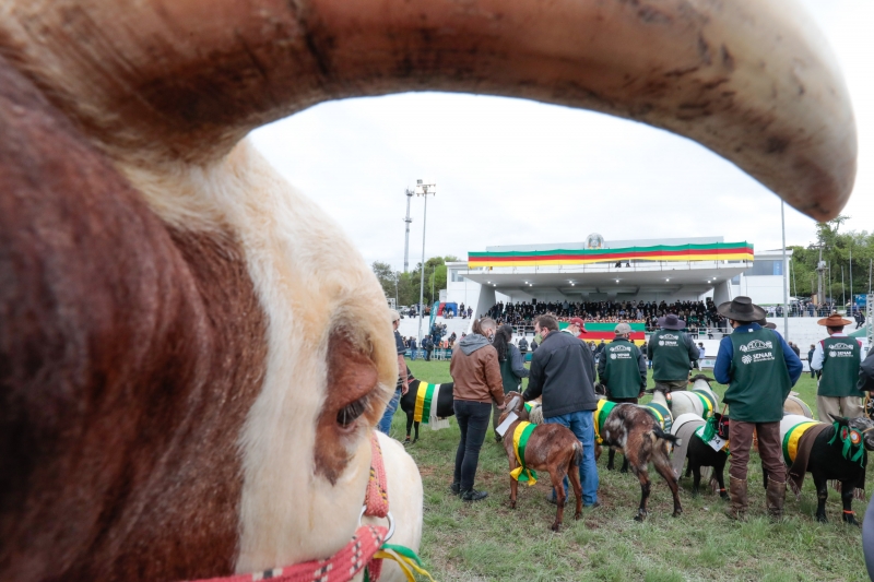 Visitantes terão última chance para conferir as atrações como os animais campeões das raças