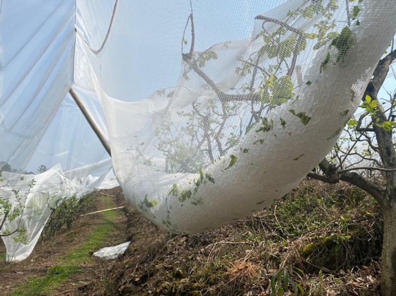 Levantamento apontou que perdas com a chuva de granizo no município chegaram a R$ 51,4 milhões