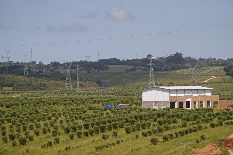 Olivicultura ocupa uma área plantada de 5.986 hectares no Estado