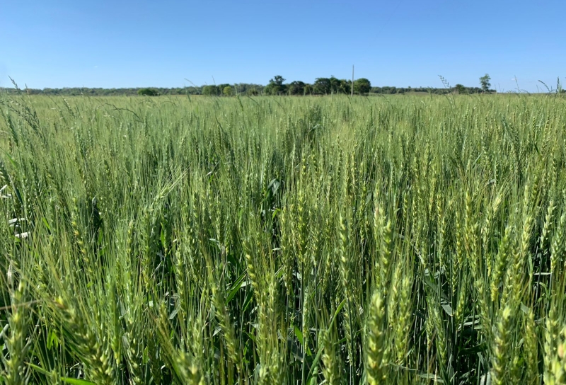 No momento, a principal fase reprodutiva do trigo é a floração, que alcança 49% dos cultivos