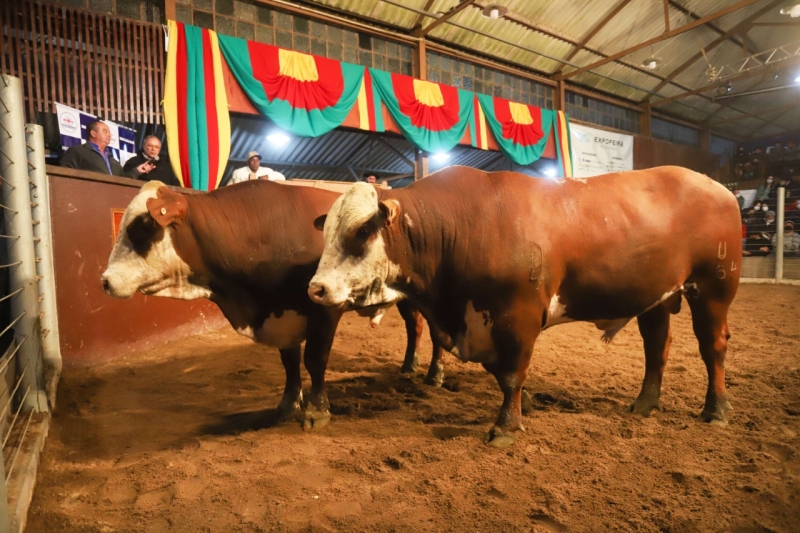 A maior média de R$ 24,6 mil foi obtida na venda de machos Braford