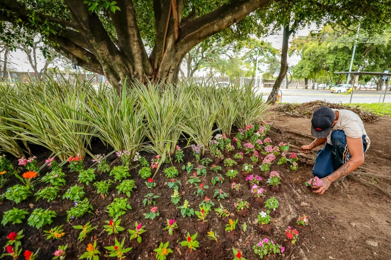 Canteiros, plantados há menos de um mês, não chegam a ficar floridos por ação de vândalos