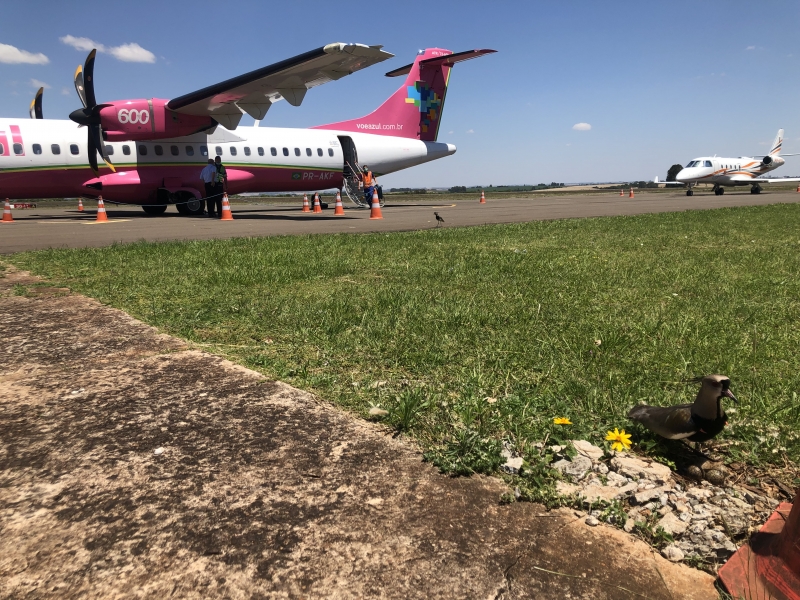 Na pista do aeroporto, uma surpresa: uma mam�e Quero-Quero protege os ovinhos do fluxo