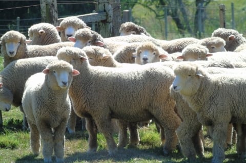 Feiras de verão na Campanha movimentam ovinocultura na região