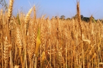 Invaso russa faz preo de gros disparar e ter consequncias sobre a inflao