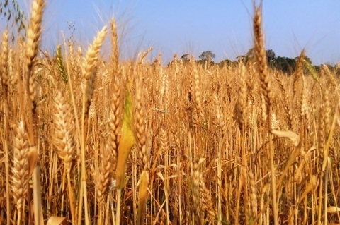 Invaso russa faz preo de gros disparar e ter consequncias sobre a inflao