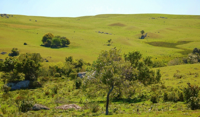 Pampa recebe cada vez mais turistas interessados na natureza e nos vinhos