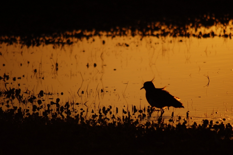 {'nm_midia_inter_thumb1':'https://www.jornaldocomercio.com/_midias/jpg/2021/10/28/206x137/1_bioma_pampa_quero_quero___eduardo_amorim_visualhunt-9455498.jpg', 'id_midia_tipo':'2', 'id_tetag_galer':'', 'id_midia':'617a90f448962', 'cd_midia':9455498, 'ds_midia_link': 'https://www.jornaldocomercio.com/_midias/jpg/2021/10/28/bioma_pampa_quero_quero___eduardo_amorim_visualhunt-9455498.jpg', 'ds_midia': 'Bioma Pampa quero-quero - Eduardo Amorim Visualhunt', 'ds_midia_credi': 'Eduardo Amorim/Visualhunt/Divulgação/jc', 'ds_midia_titlo': 'Bioma Pampa quero-quero - Eduardo Amorim Visualhunt', 'cd_tetag': '1', 'cd_midia_w': '800', 'cd_midia_h': '532', 'align': 'Left'}