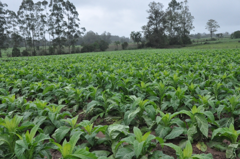 Renda per capita mensal do produtor de tabaco é o dobro da média brasileira