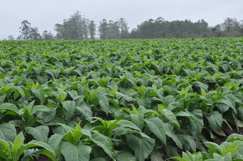 Volume representa uma redução de 6,3% com relação à safra passada