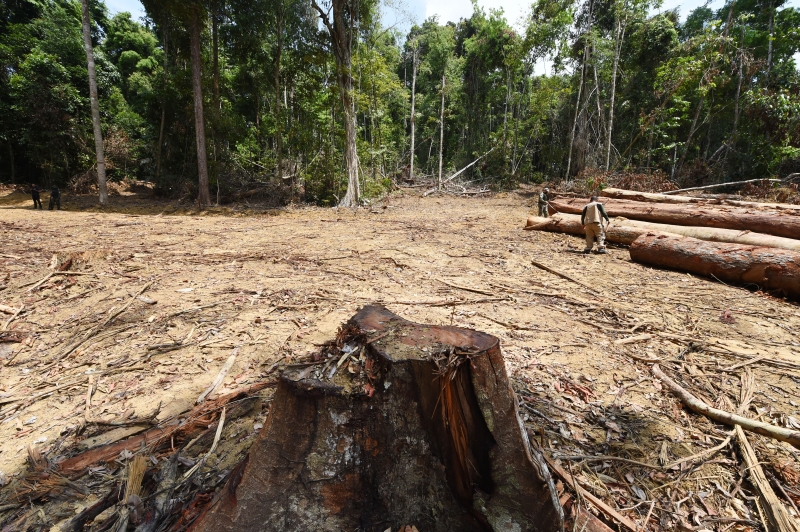 Ao todo, foram 877 quilômetros quadrados de devastação da floresta na Amazônia em outubro