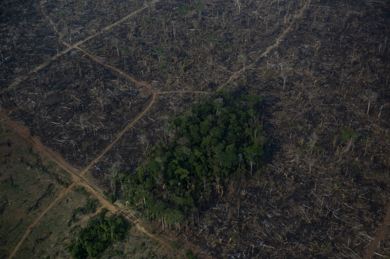 Considerando apenas o Brasil --país que mais derruba florestas tropicais no planeta-- o risco financeiro é estimado em até US$ 5 bilhões (R$ 24 bilhões)