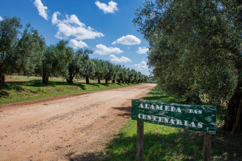 Setor tem visto aumento na produção e área plantada e mira a atração dos turistas para impulsionar negócio