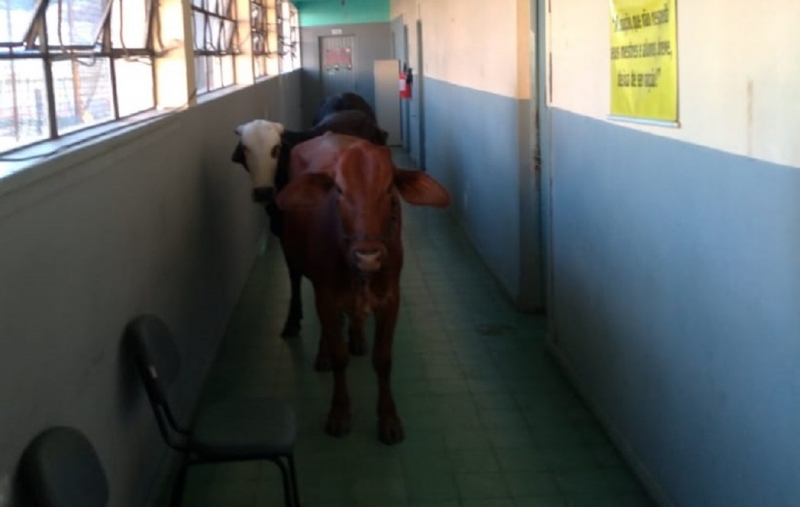 Tr&ecirc;s bovinos foram encontrados no Instituto Estadual de Educa&ccedil;&atilde;o Professor Pedro Schneider