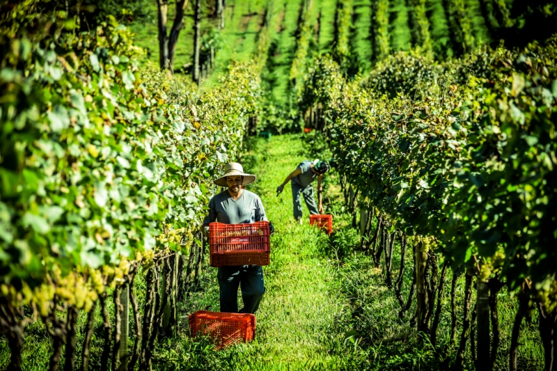 Perfil do turista que procura as vinícolas gaúchas mudou com a pandemia