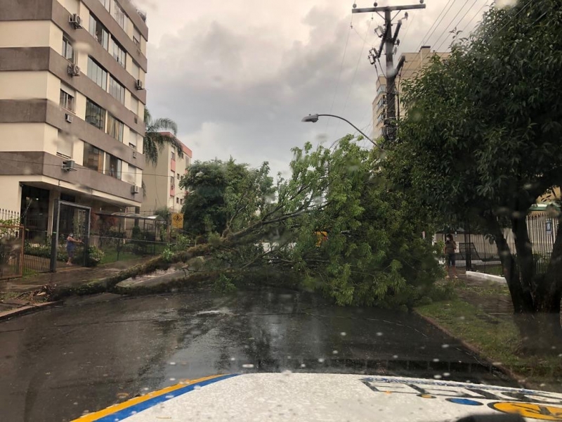 Várias árvores caíram em Porto Alegre por causa do temporal e equipes ainda trabalham na retirada