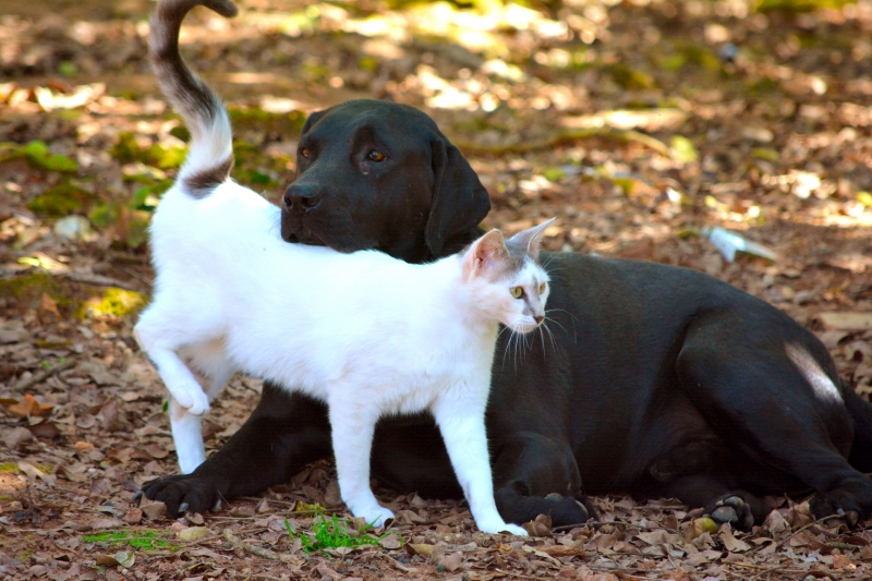 Instituição de Eldorado do Sul proporciona aos animais vida mais próxima da natureza
