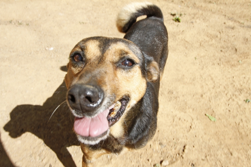 Temperatura acima de 39ºC começa a apresentar perigo aos pets