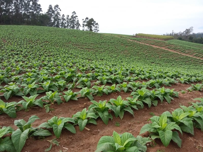 Medida atingirá indiretamente os produtores de tabaco por eventuais retrações do mercado formal