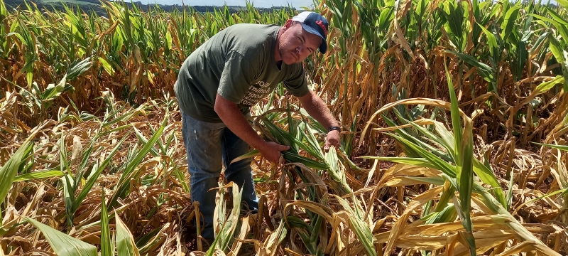 Produtor Felipe Fior, que perdeu praticamente toda a lavoura, substituirá milho por soja às pressas