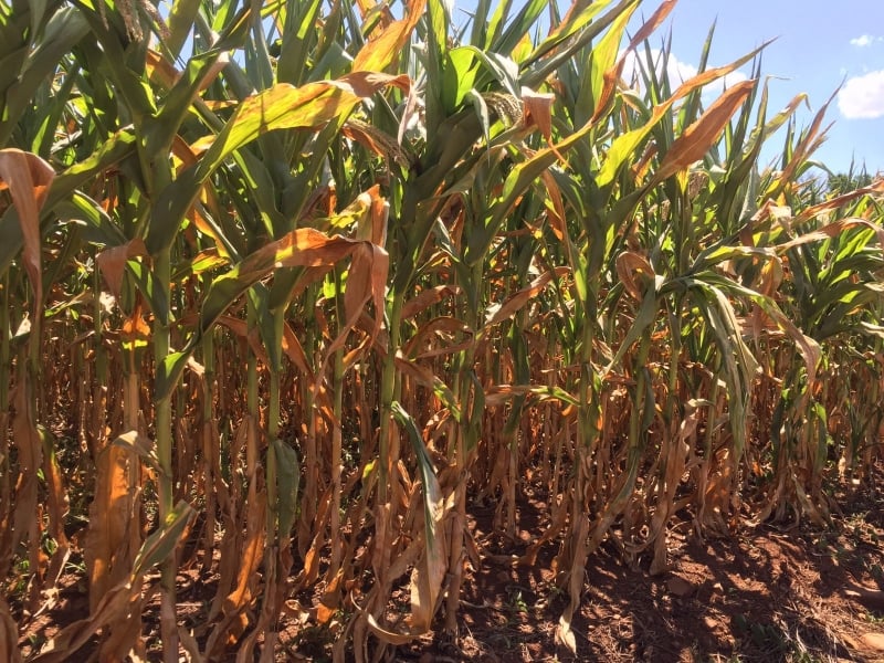 O clima seco gera perdas irreversíveis no milho e já atinge 24% da produção de soja