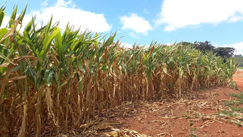 Lavoura de Marau já teve 90% da sua produção de milho perdida