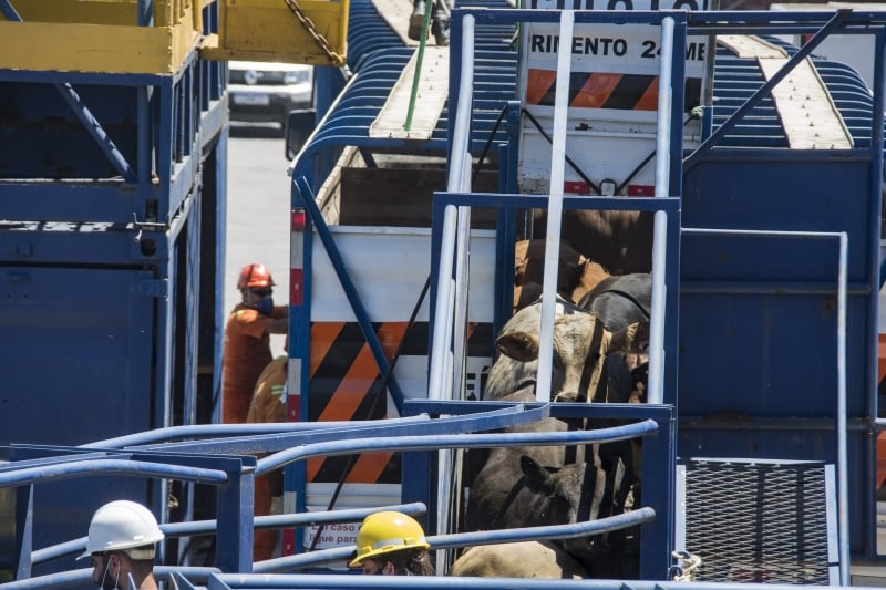 Essa foi a única exportação de animais vivos no Rio Grande do Sul em 2021