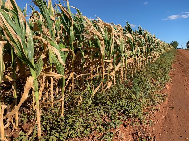 Clima seco gera perdas irreversíveis no milho e já atinge 24% da produção de soja