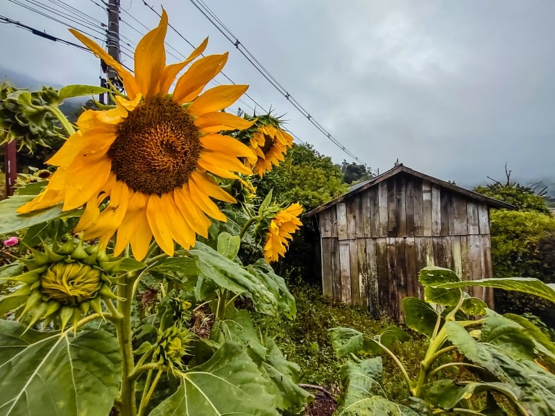 PG3- Cartão Van Gogh
