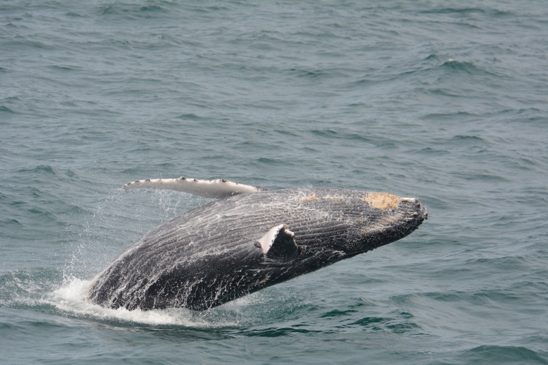 Em 2021, até 22 de dezembro, foram 216 encalhes dos animais, maior número na série histórica iniciada em 2002