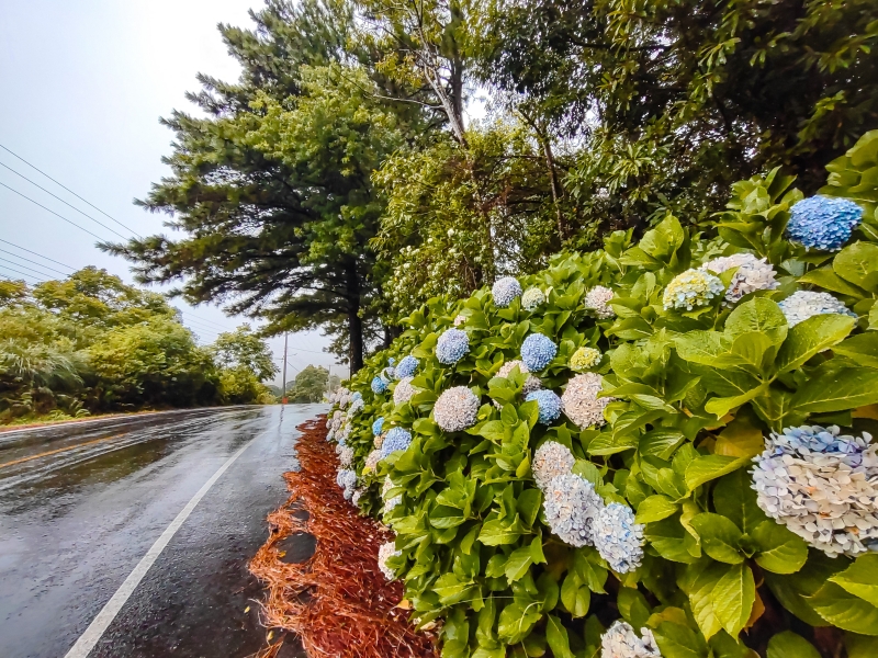 rodovias da Serra e Hortênsias nesta