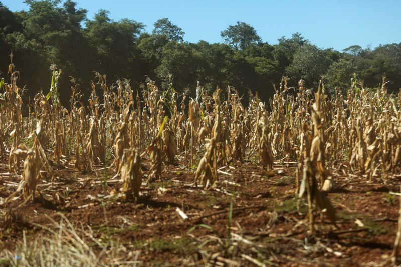 Mais de 84 mil produtores de milho contabilizam perdas nesta safra