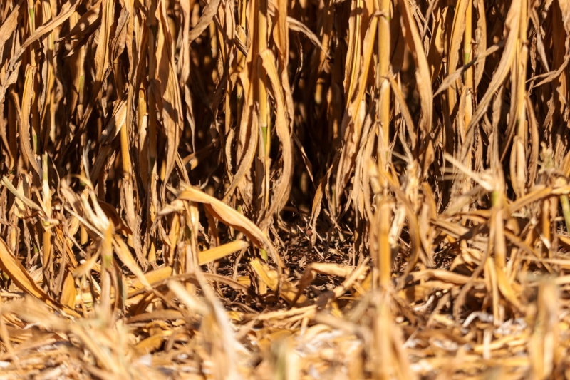 Número representa mais de 80% dos municípios gaúchos que decretaram emergência pela seca